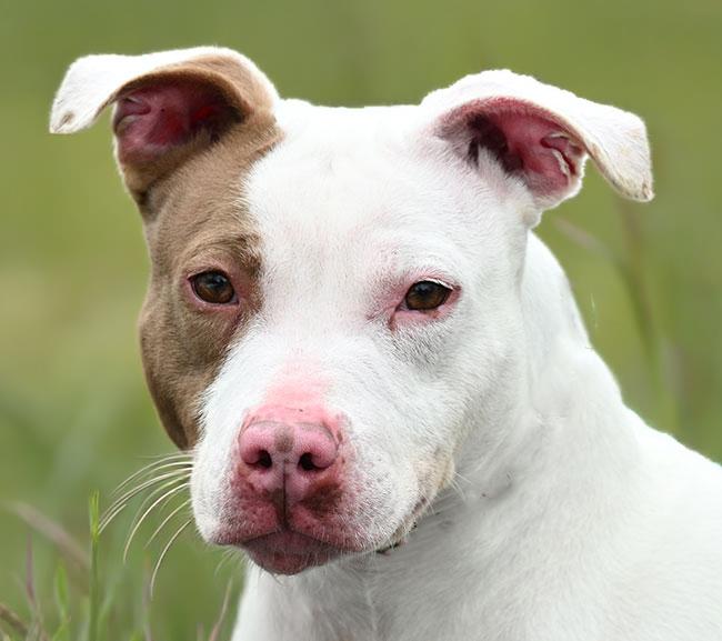 Enlarge #24 Mila, an adoptable Pit Bull Terrier in New Haven, CT image 1/3
