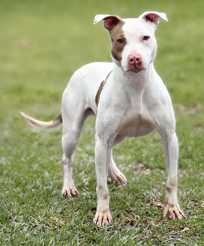 Enlarge #24 Mila, an adoptable Pit Bull Terrier in New Haven, CT image 2/3