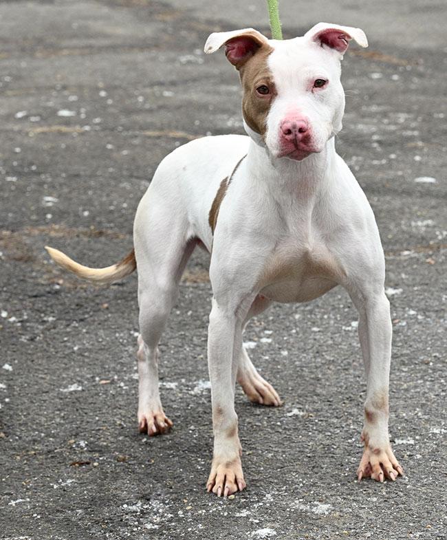 Enlarge #24 Mila, an adoptable Pit Bull Terrier in New Haven, CT image 2/3