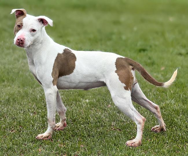 Enlarge #24 Mila, an adoptable Pit Bull Terrier in New Haven, CT image 3/3