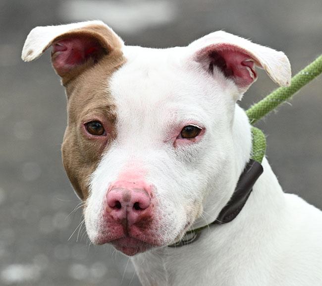 Enlarge #24 Mila, an adoptable Pit Bull Terrier in New Haven, CT image 1/3