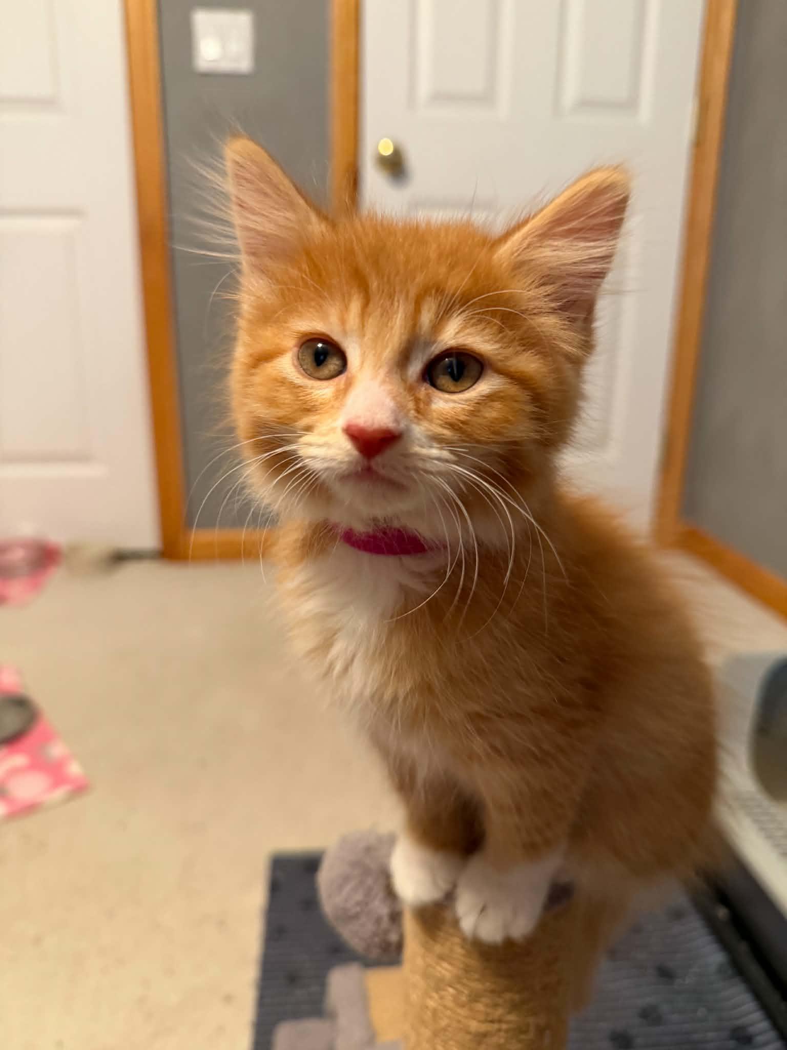 Enlarge Tessa, an adopted Domestic Short Hair in Battle Creek, MI image 1/2