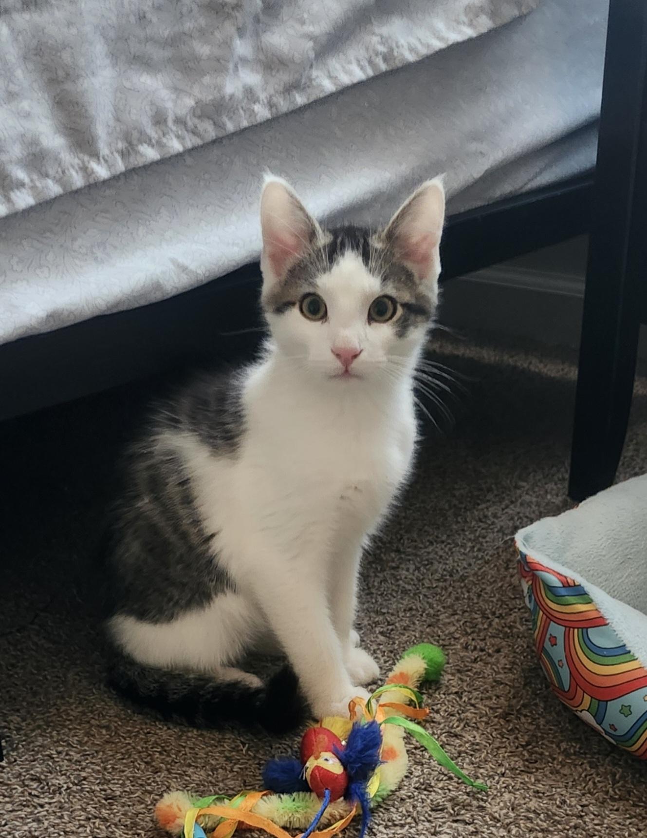 Enlarge Jack, a Adopted Domestic Short Hair in Rio Linda, CA image 1/6