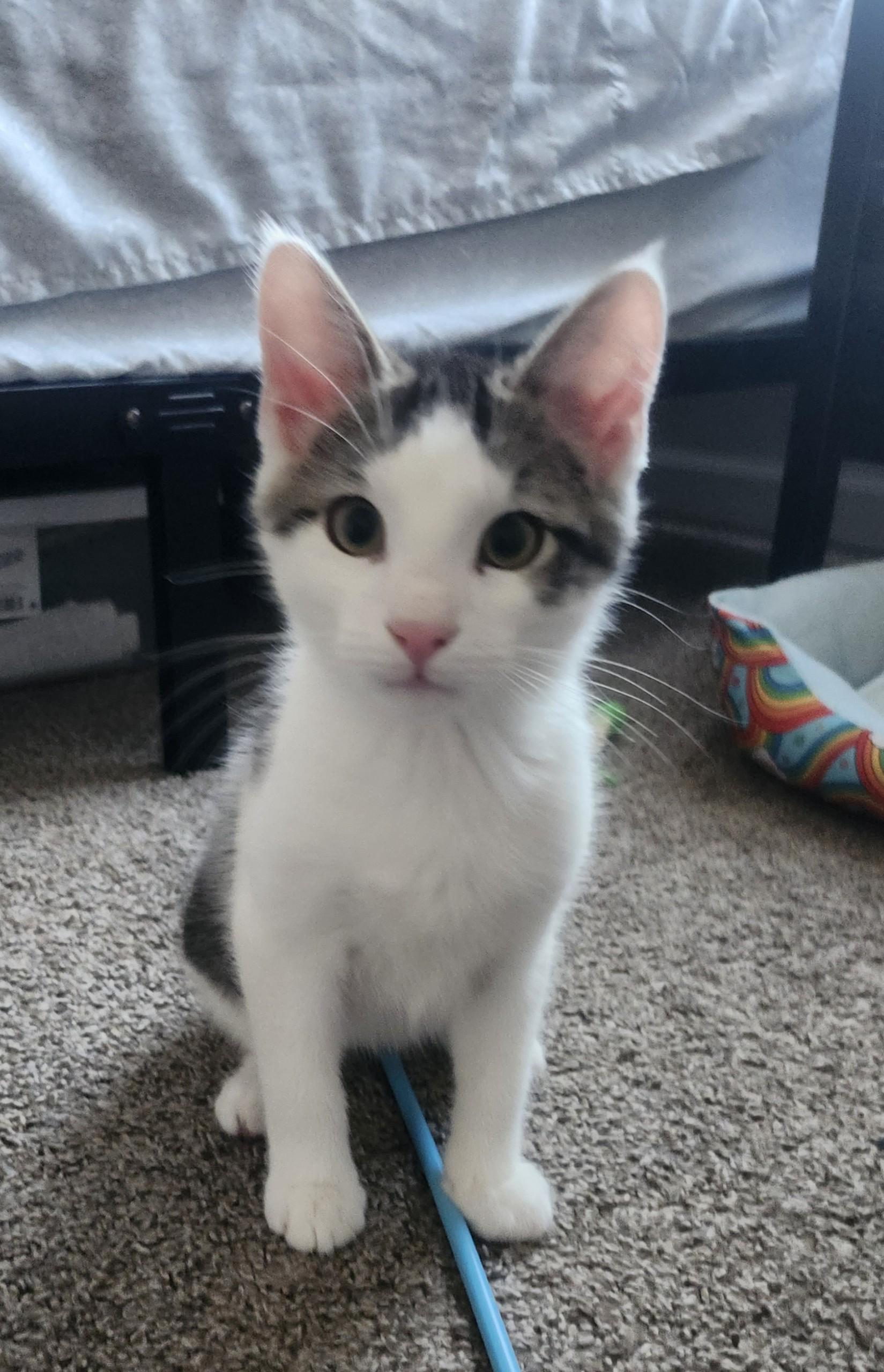 Enlarge Jack, a Adopted Domestic Short Hair in Rio Linda, CA image 2/6