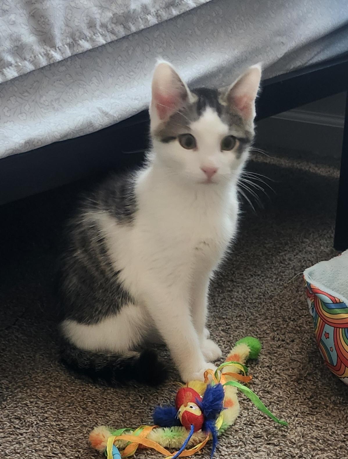 Enlarge Jack, a Adopted Domestic Short Hair in Rio Linda, CA image 5/6