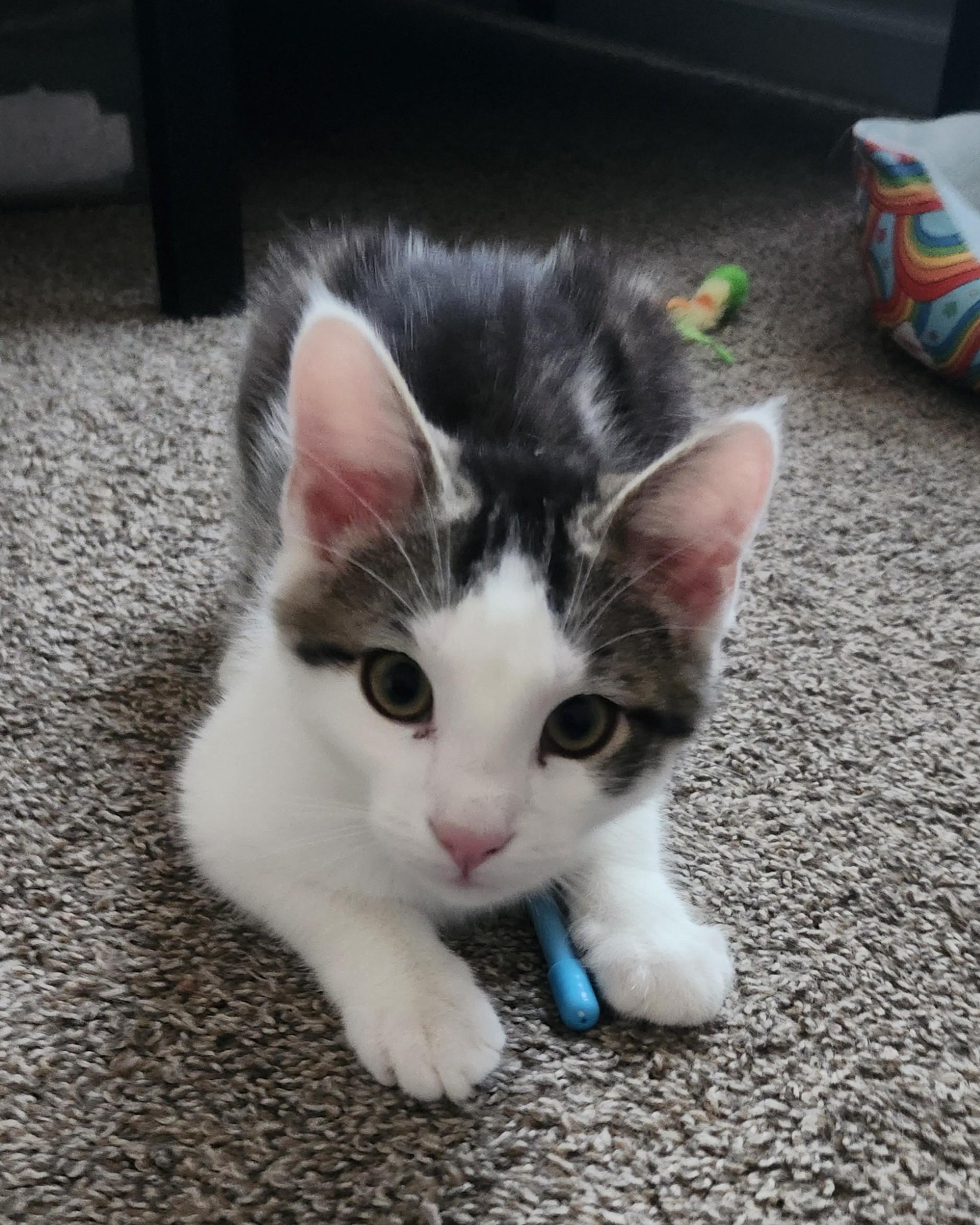 Enlarge Jack, a Adopted Domestic Short Hair in Rio Linda, CA image 6/6