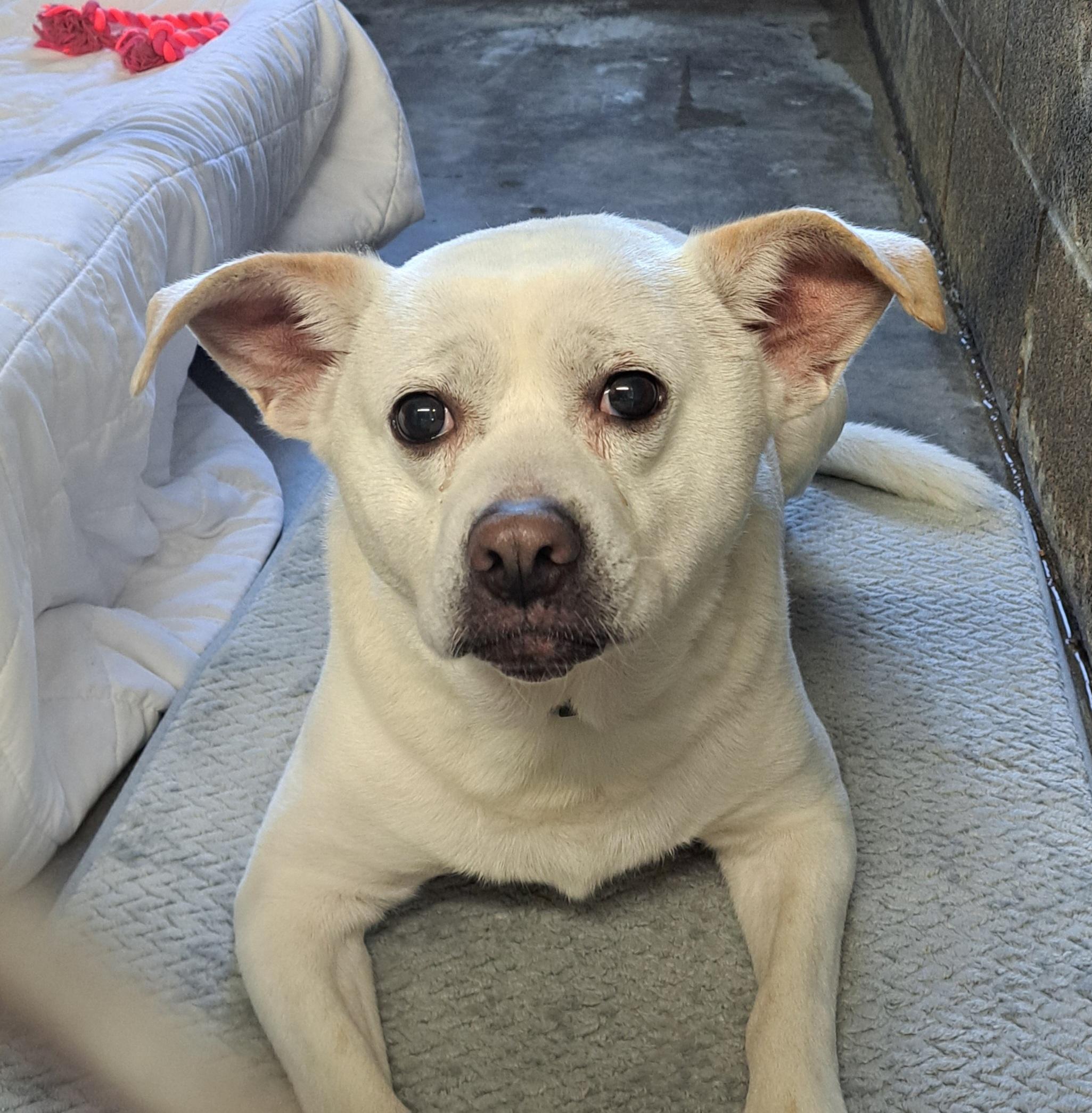 Loki, a ADOPTABLE mixed breed in Lawrenceburg, KY image 1/6