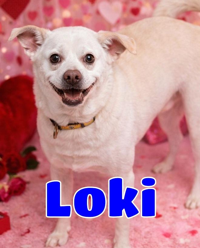 Loki, ADOPTABLE, Senior Male Beagle & Mixed Breed.