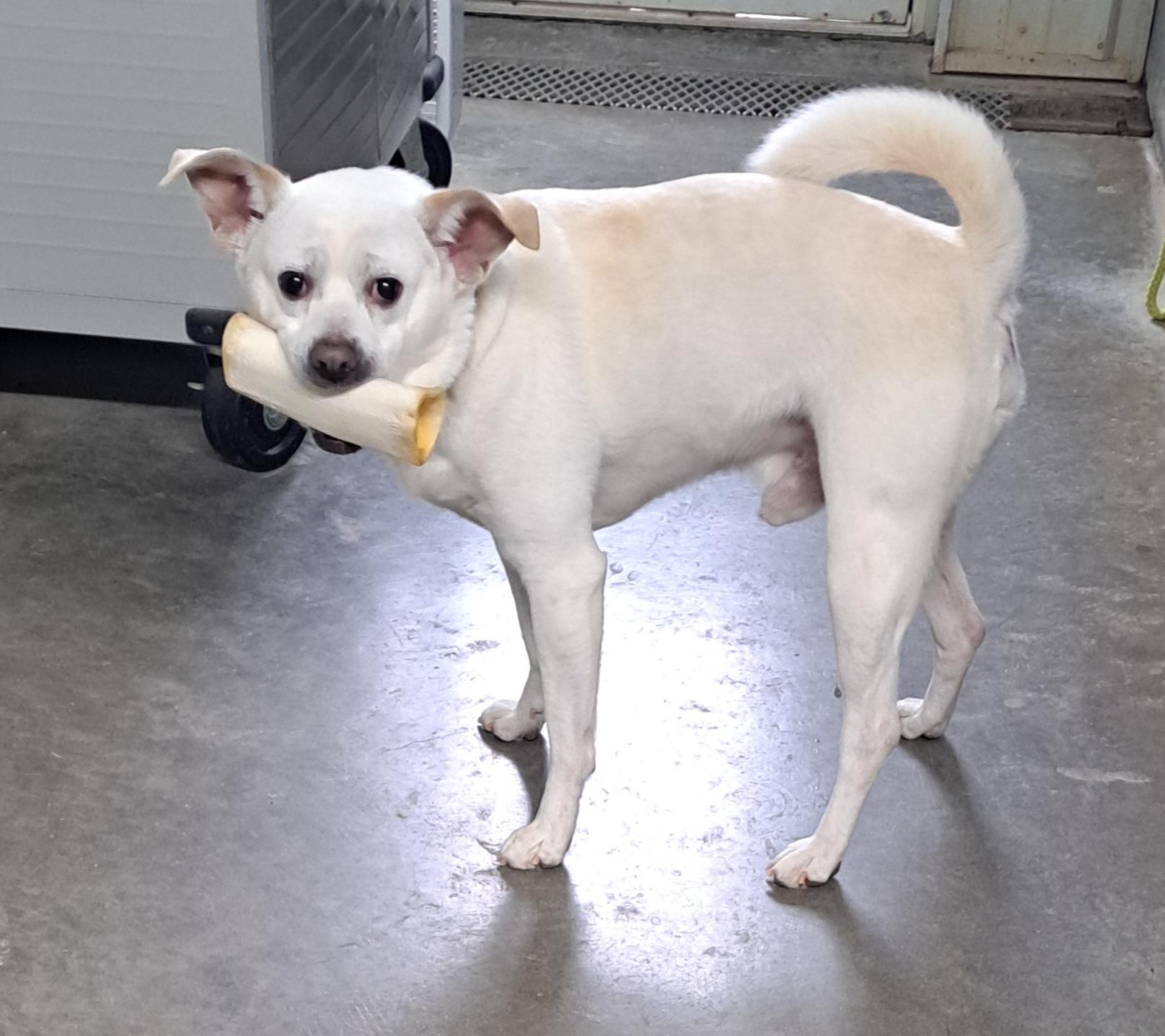 Loki, a ADOPTABLE mixed breed in Lawrenceburg, KY image 6/6