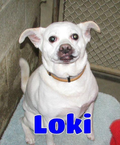 Loki, ADOPTABLE, Senior Male Beagle & Mixed Breed.