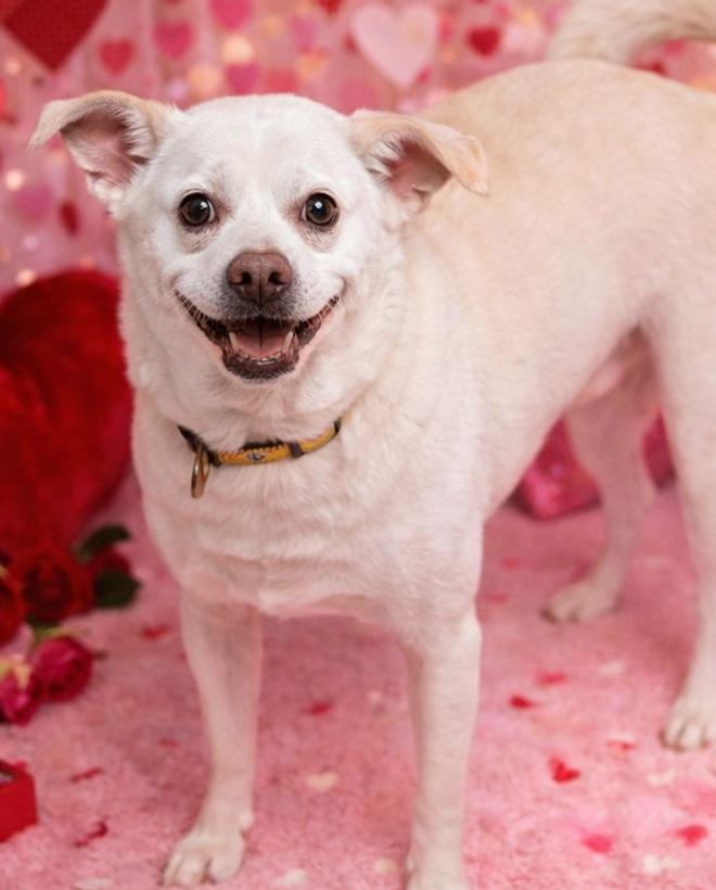 Enlarge Loki, a ADOPTABLE mixed breed in Lawrenceburg, KY image 1/6