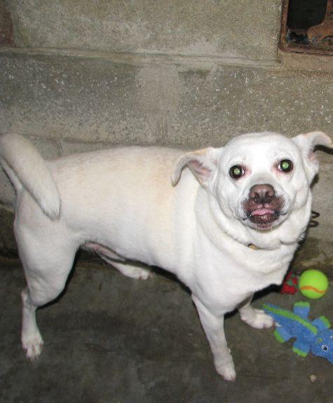 Enlarge Loki, a ADOPTABLE mixed breed in Lawrenceburg, KY image 2/6