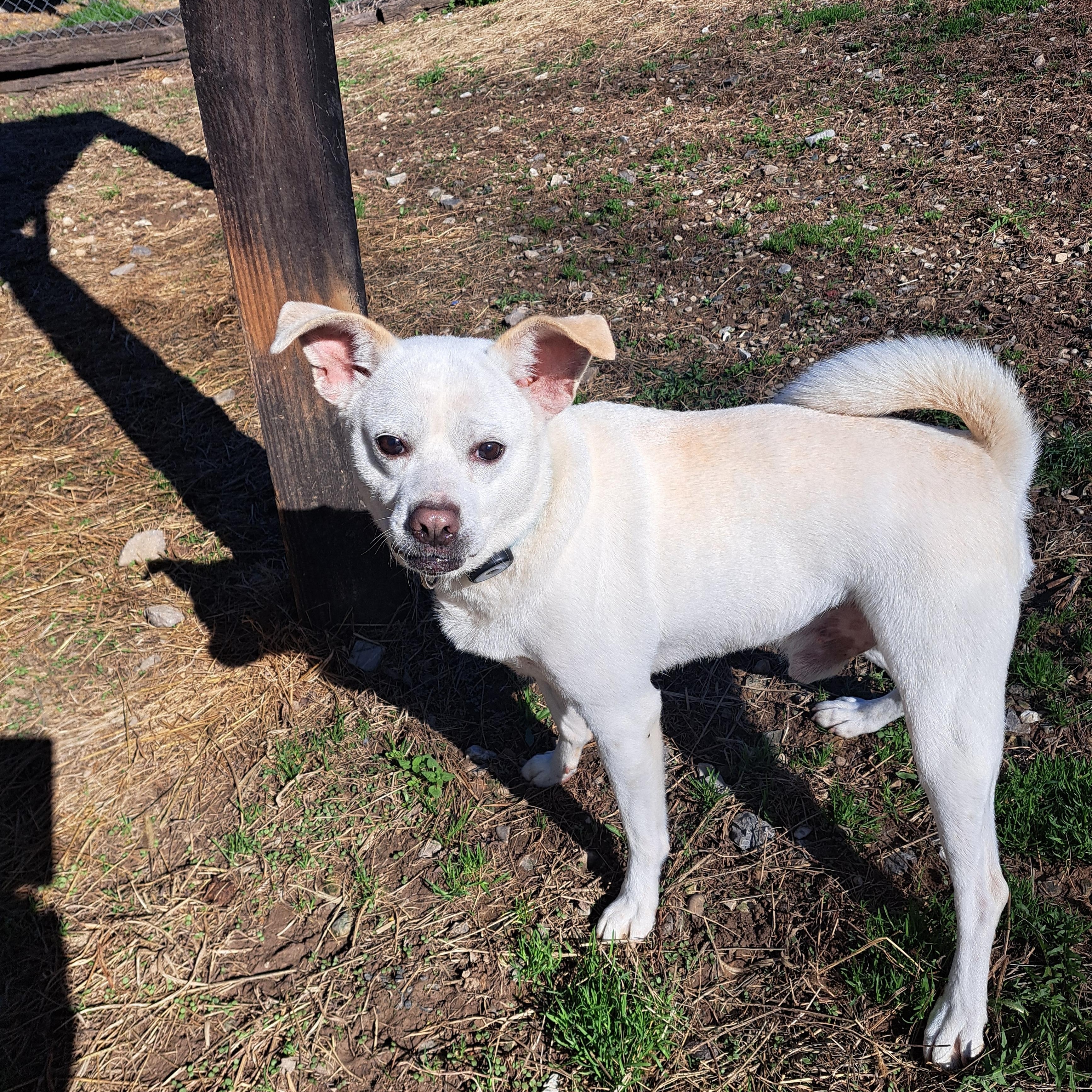 Enlarge Loki, a ADOPTABLE mixed breed in Lawrenceburg, KY image 4/6