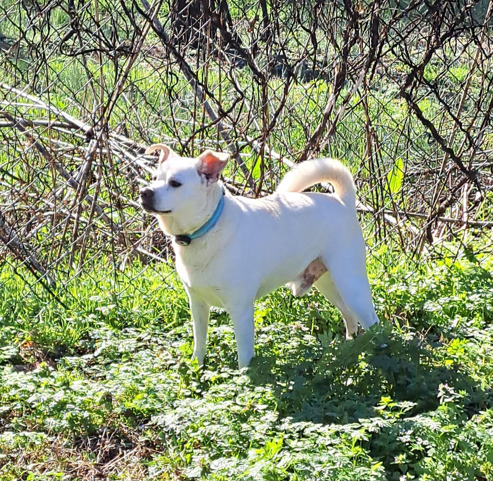 Enlarge Loki, a ADOPTABLE mixed breed in Lawrenceburg, KY image 1/6