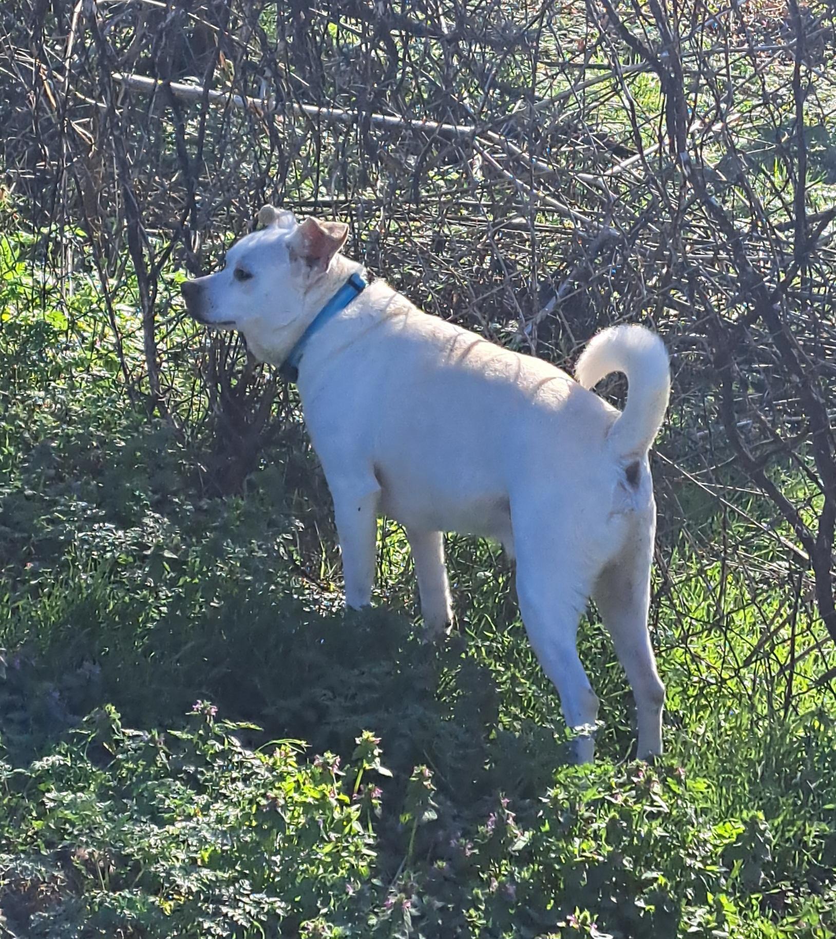 Enlarge Loki, a ADOPTABLE mixed breed in Lawrenceburg, KY image 5/6