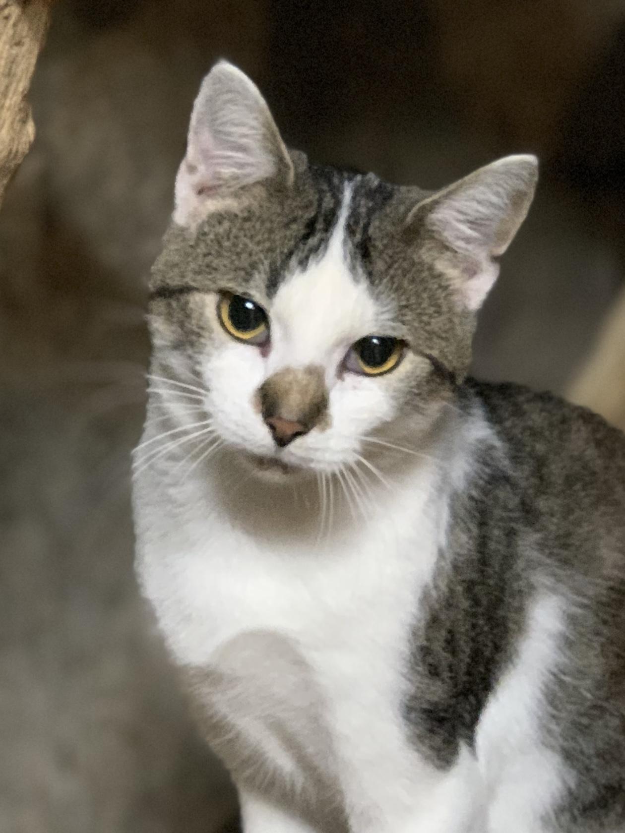 POPPY, a Adoptable Domestic Short Hair in Panora, IA image 2/6