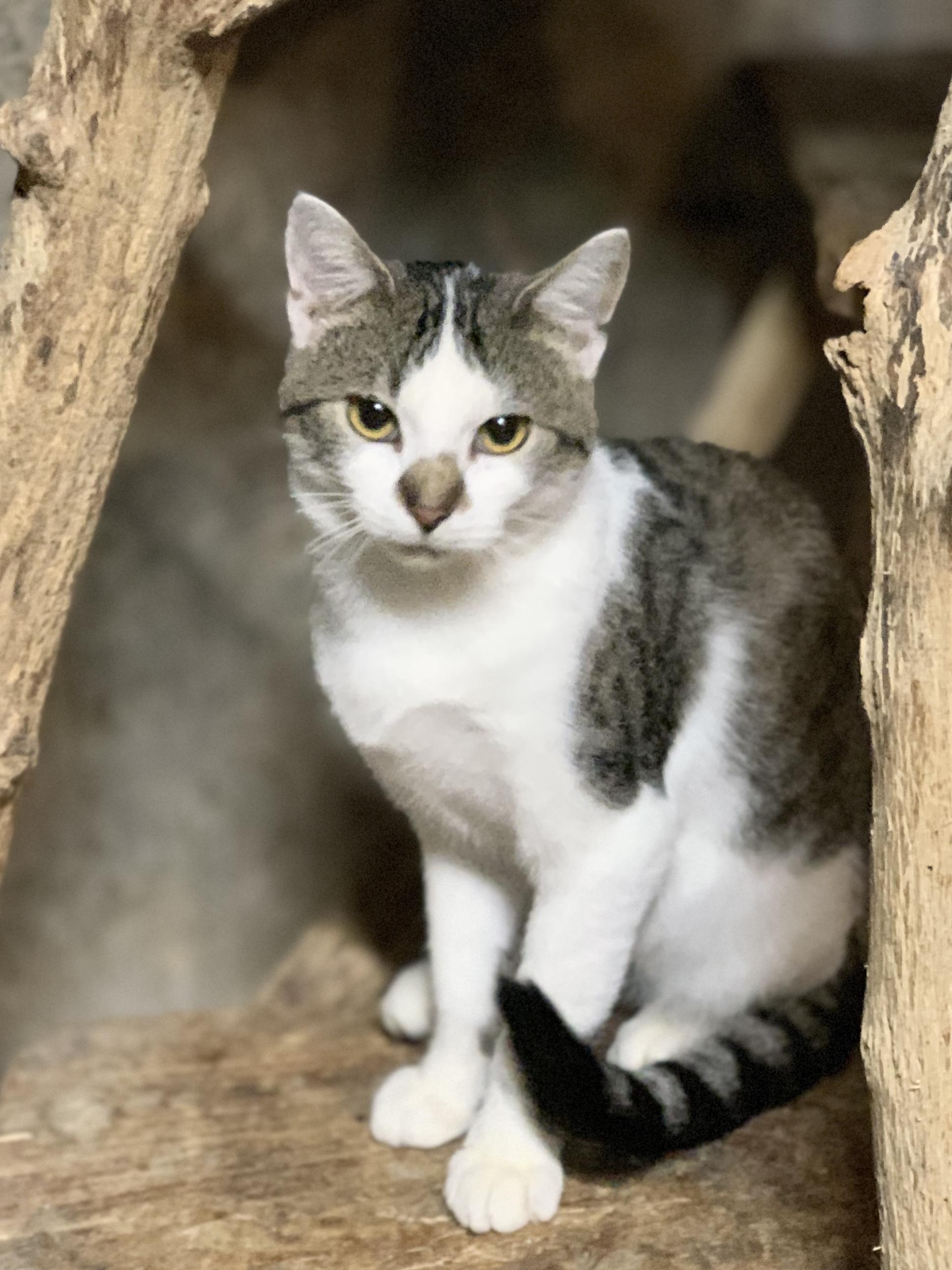 POPPY, a Adoptable Domestic Short Hair in Panora, IA image 3/6