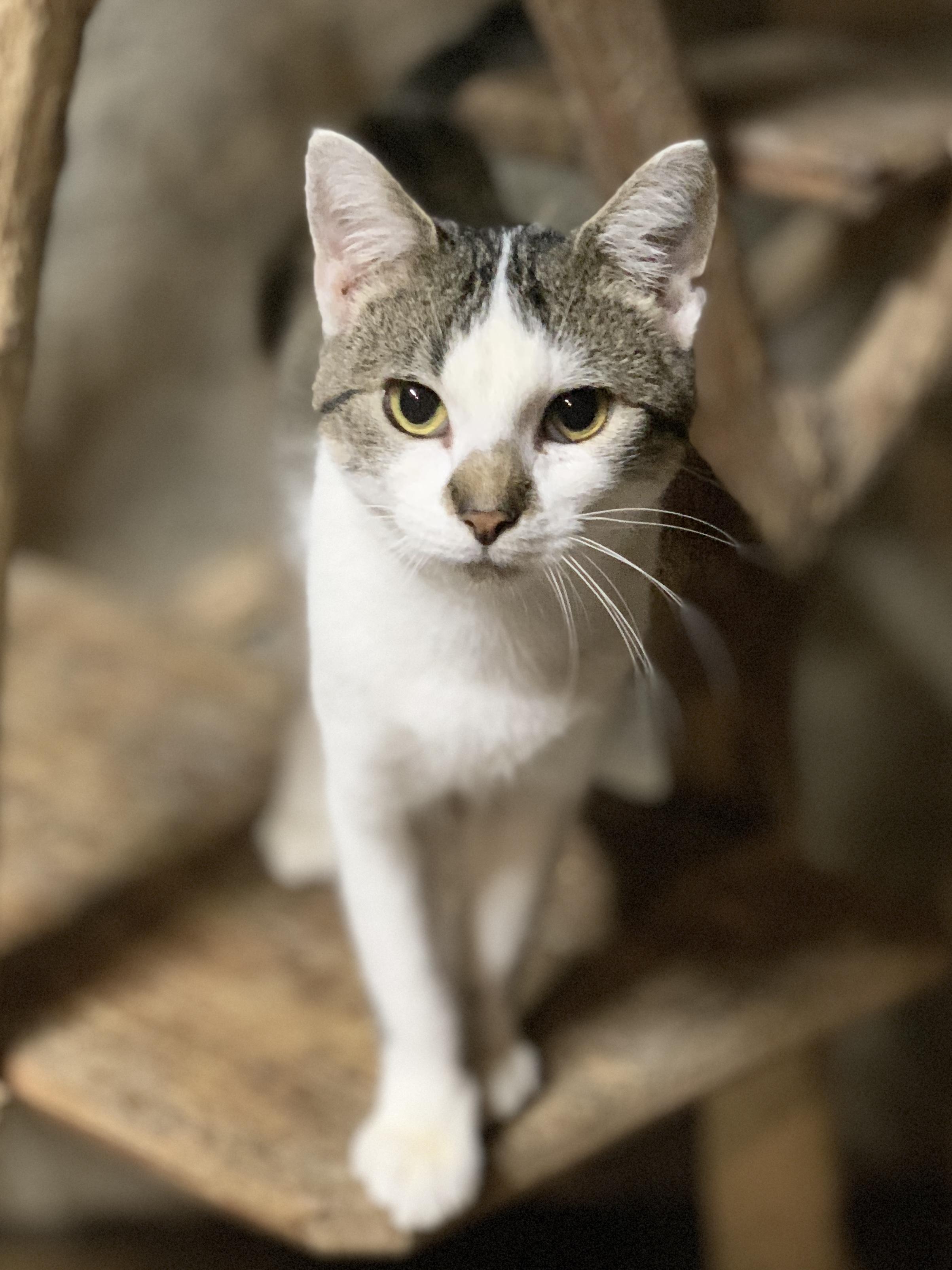 POPPY, a Adoptable Domestic Short Hair in Panora, IA image 4/6
