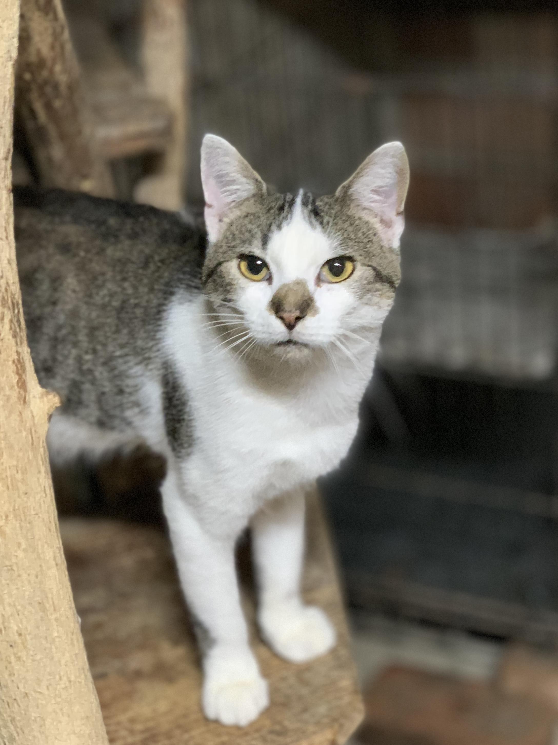 POPPY, a Adoptable Domestic Short Hair in Panora, IA image 5/6