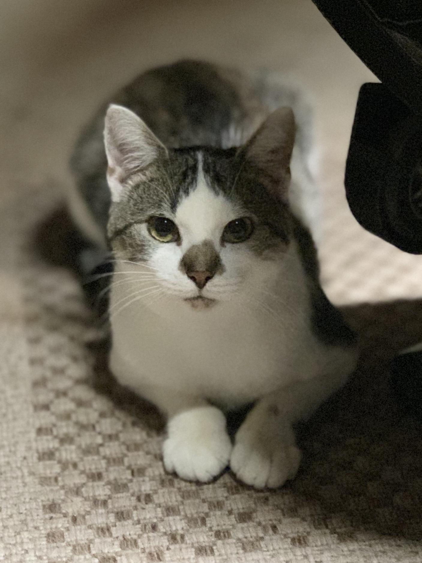 POPPY, Adoptable, Young Male Domestic Short Hair.