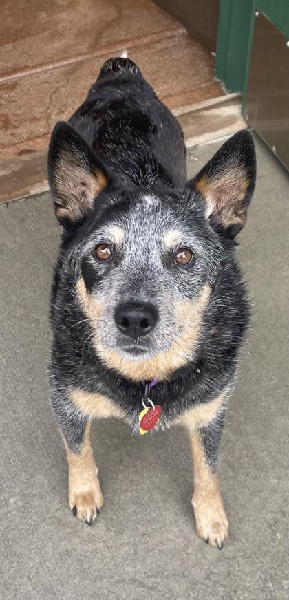 Hank- BONDED TO GRACIE