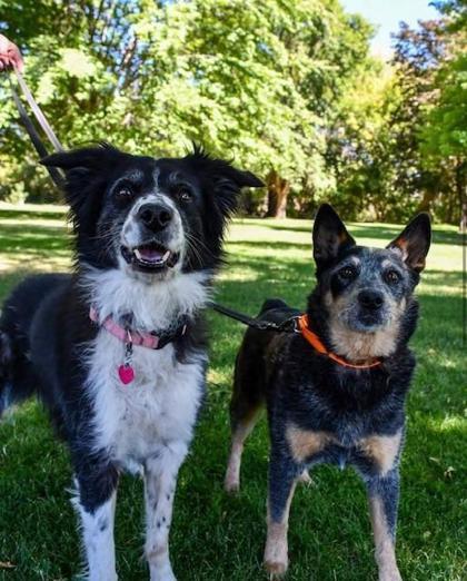 Hank- BONDED TO GRACIE