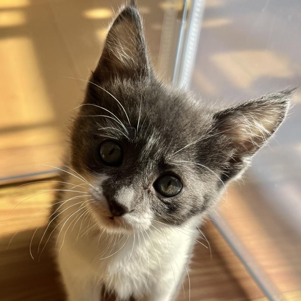 Topaz, Adoptable, Kitten Male Domestic Short Hair.