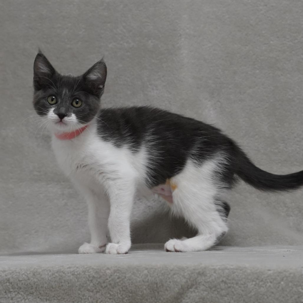 Topaz, a Adoptable Domestic Short Hair in Sunnyvale, CA image 2/2
