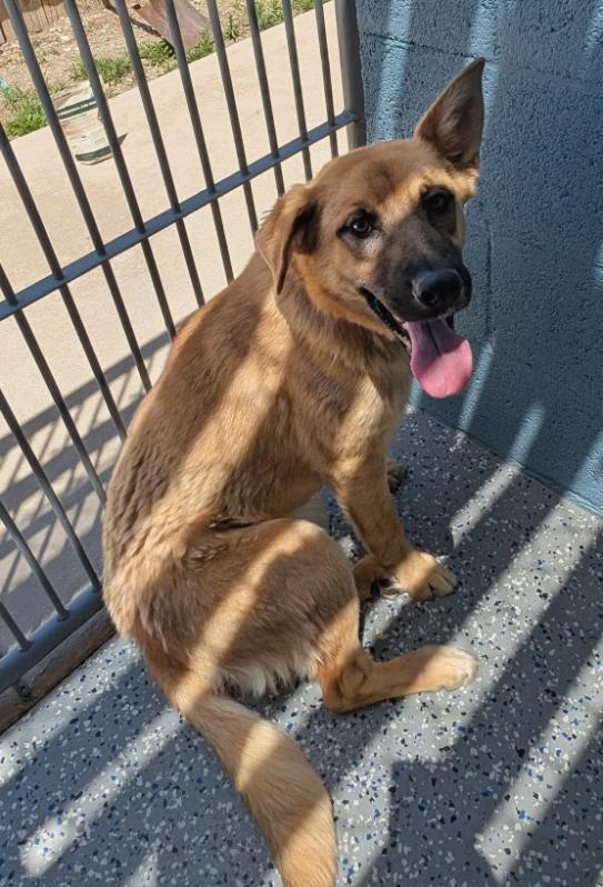 Enlarge Penny, a ADOPTABLE mixed breed in Benson, AZ image 1/1