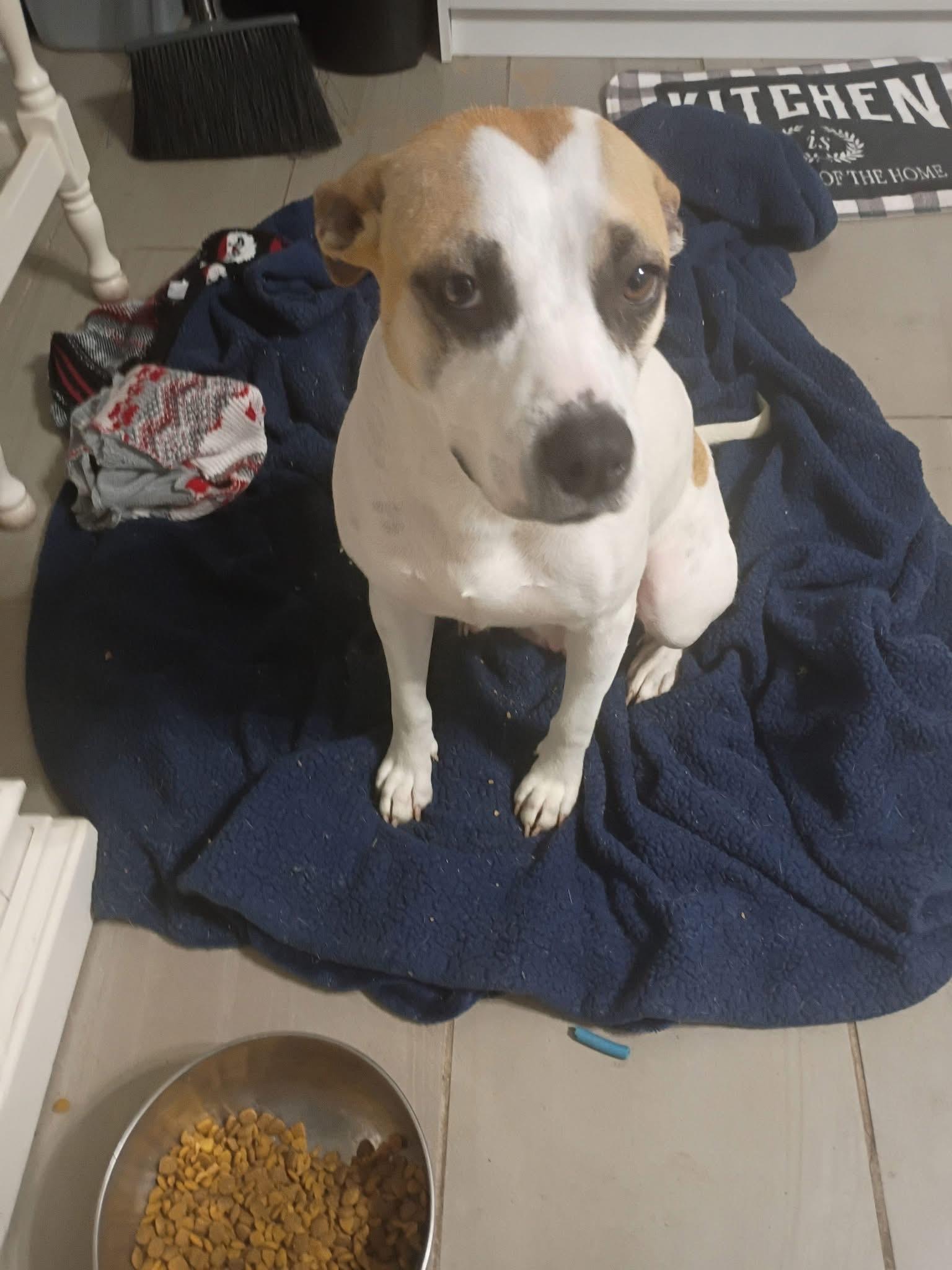 Alice, Adoptable, Adult Female American Staffordshire Terrier & Hound.