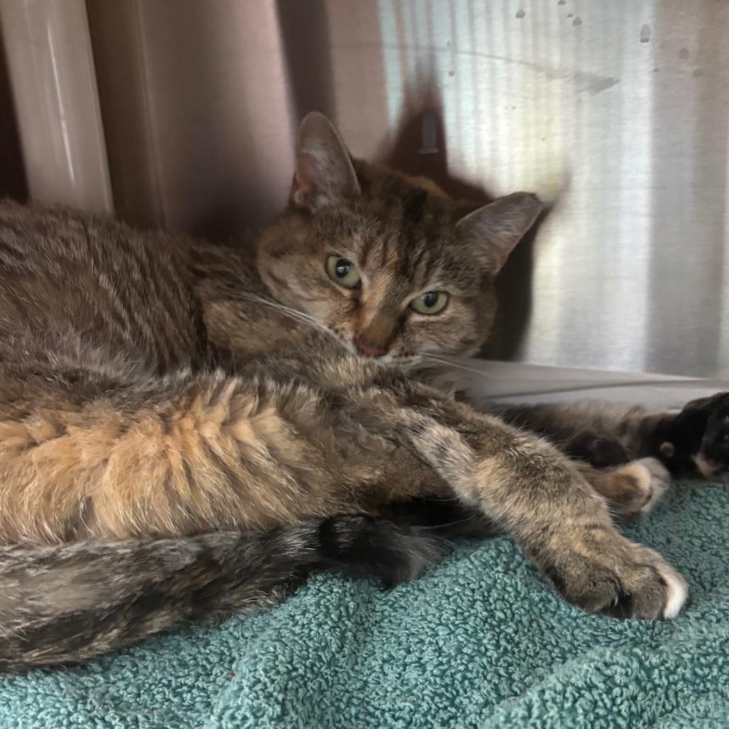 Annie, Adoptable, Adult Female Domestic Short Hair.