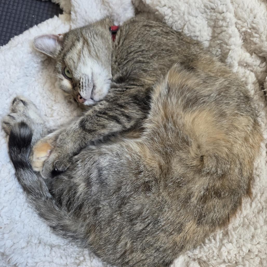 Annie, Adoptable, Adult Female Domestic Short Hair.