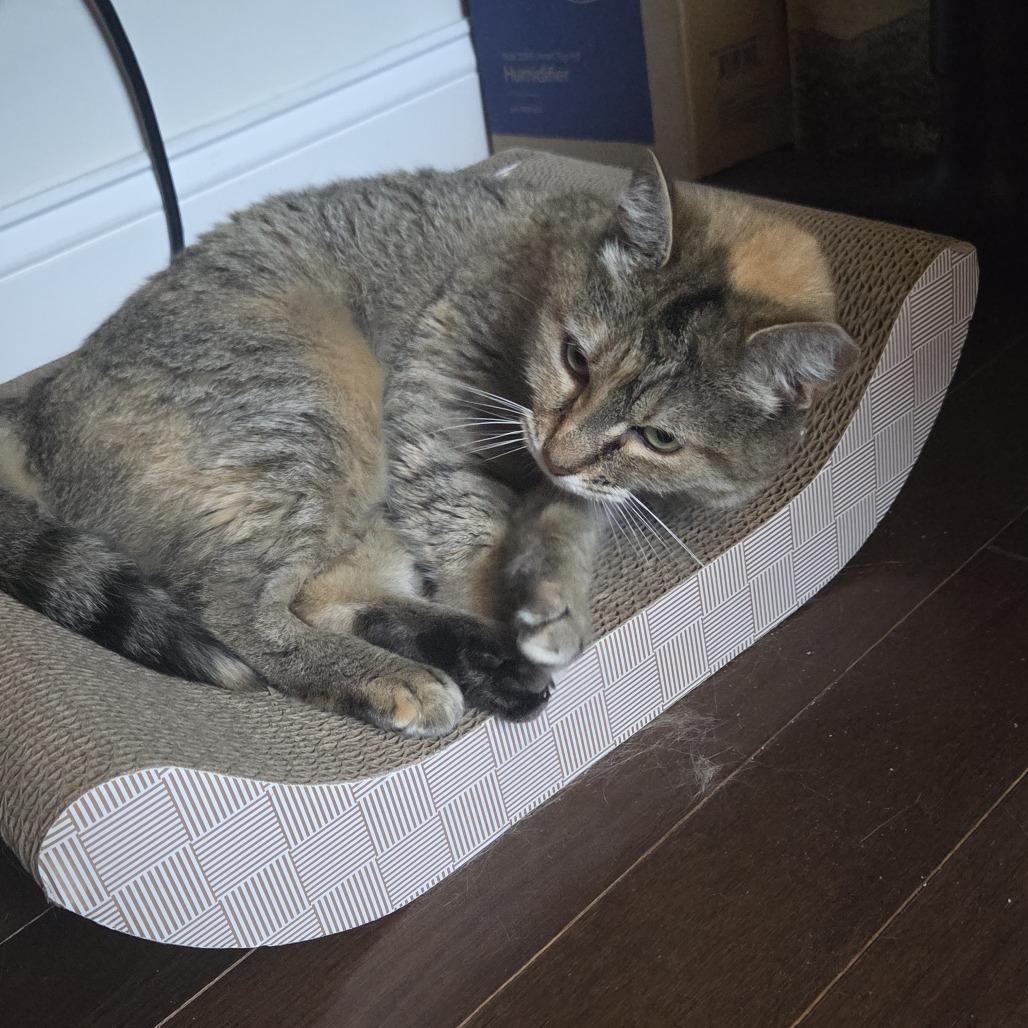 Annie, a Adoptable Domestic Short Hair in Philadelphia, PA image 2/6
