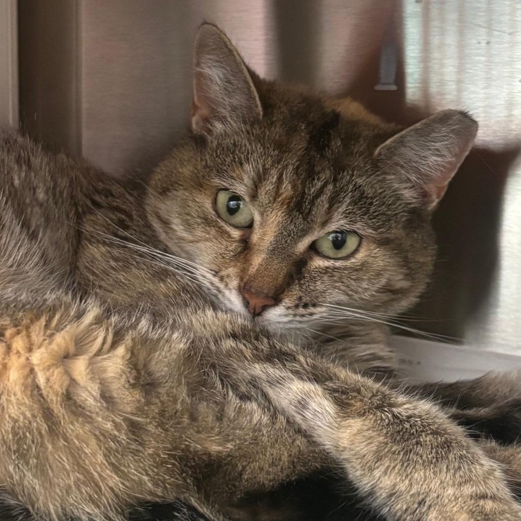 Annie, a Adoptable Domestic Short Hair in Philadelphia, PA image 2/4