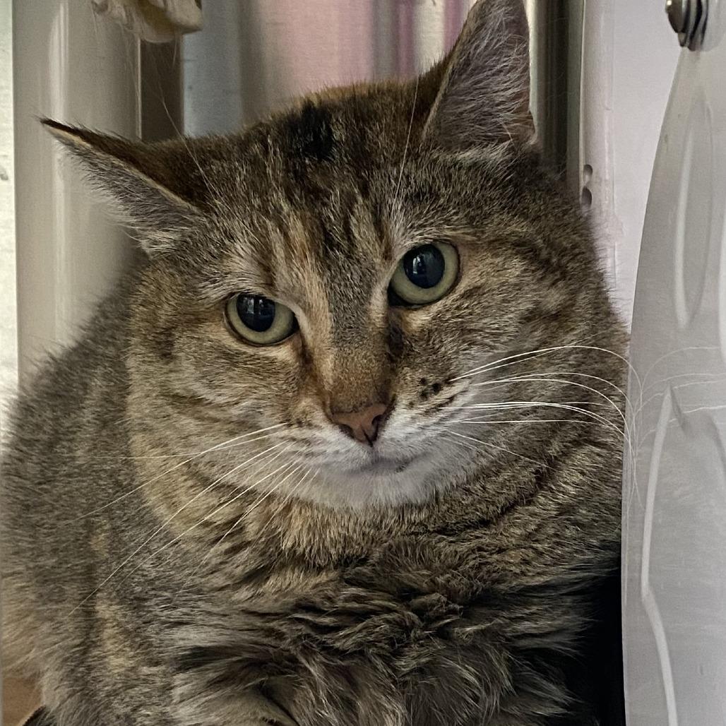 Annie, a Adoptable Domestic Short Hair in Philadelphia, PA image 1/3