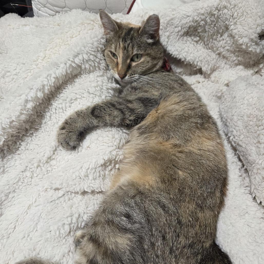 Annie, a Adoptable Domestic Short Hair in Philadelphia, PA image 3/6