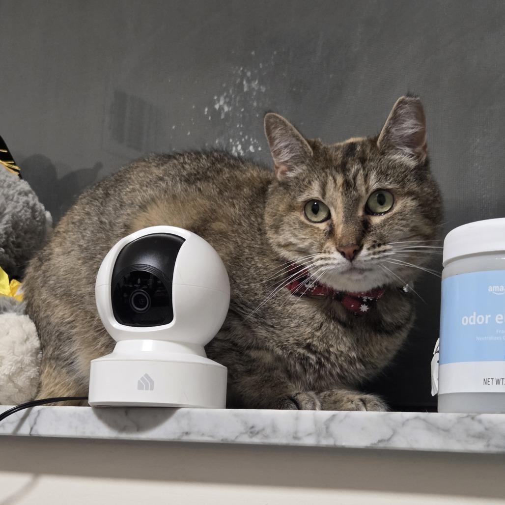 Annie, a Adoptable Domestic Short Hair in Philadelphia, PA image 4/6