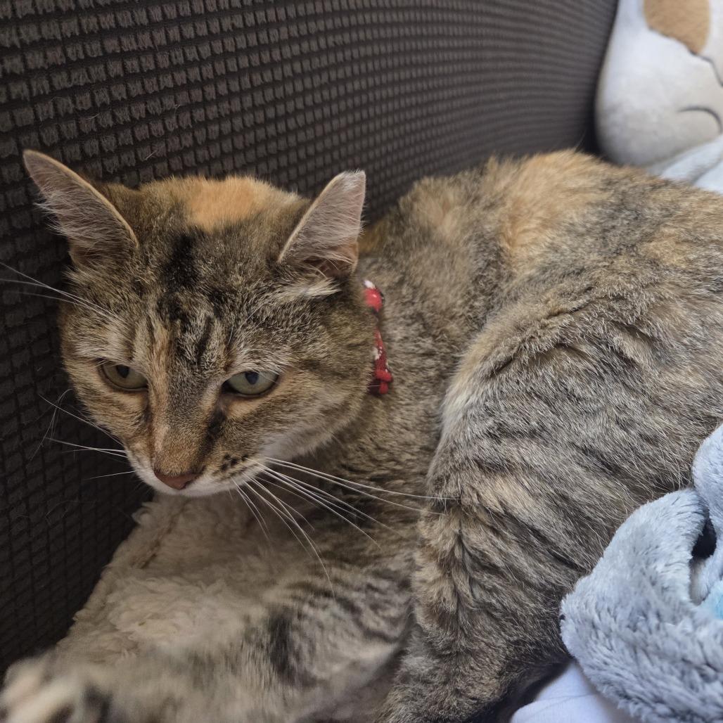 Annie, a Adoptable Domestic Short Hair in Philadelphia, PA image 5/6