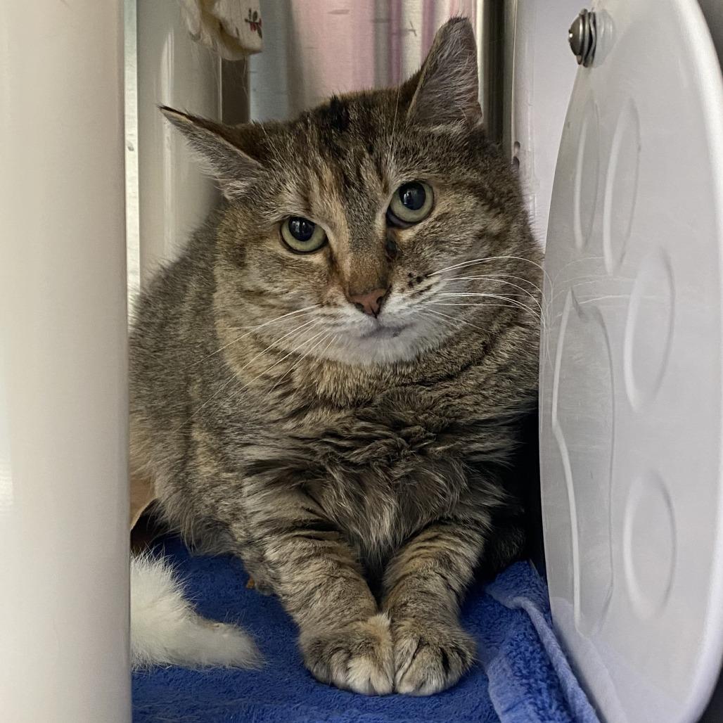 Annie, a Adoptable Domestic Short Hair in Philadelphia, PA image 2/3
