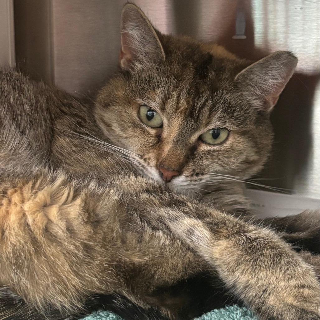 Annie, a Adoptable Domestic Short Hair in Philadelphia, PA image 4/4