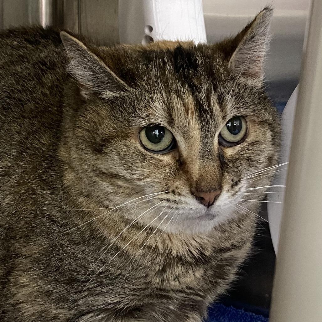 Annie, a Adoptable Domestic Short Hair in Philadelphia, PA image 3/3
