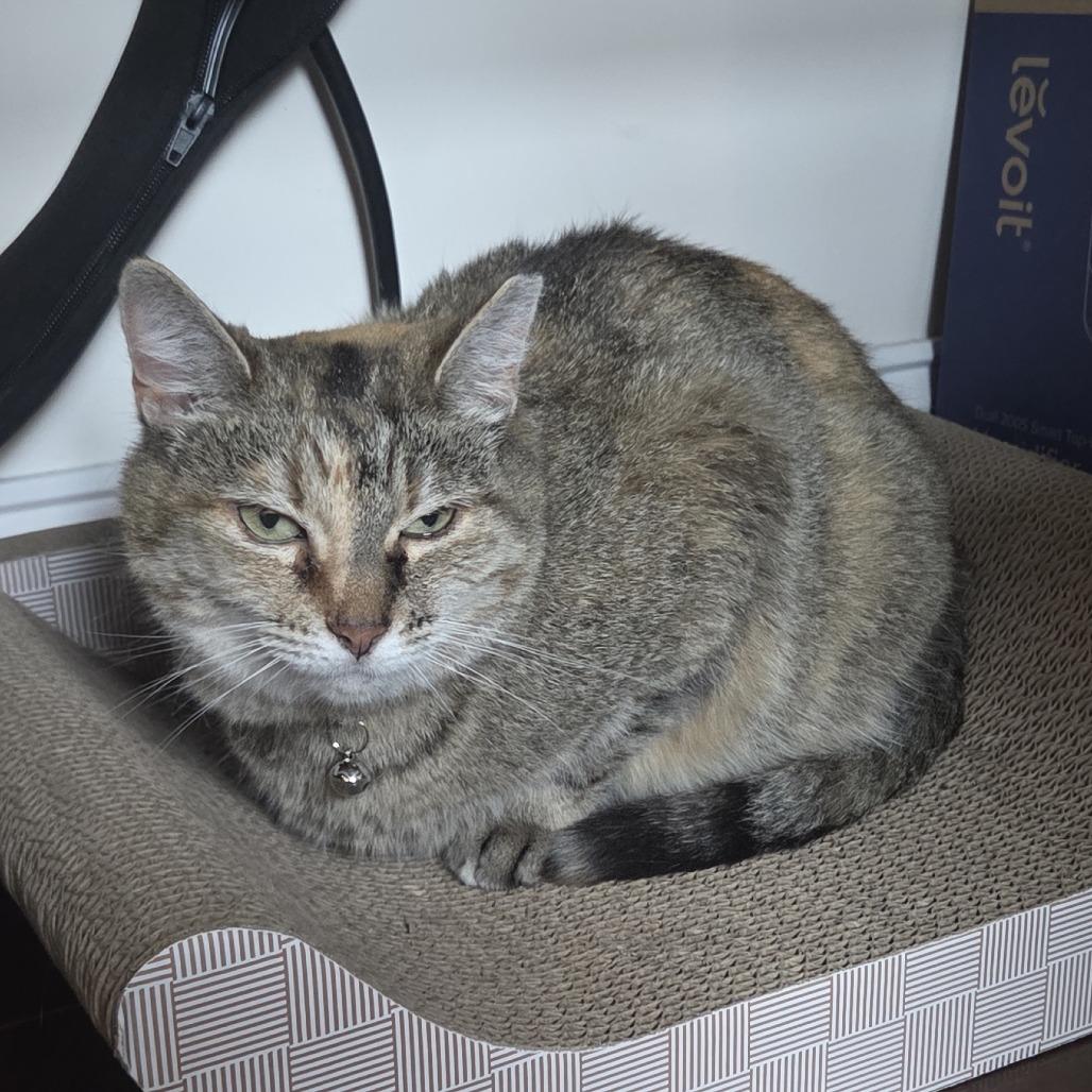 Annie, a Adoptable Domestic Short Hair in Philadelphia, PA image 6/6