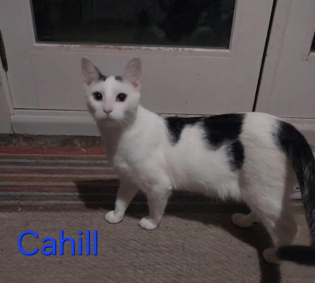 Enlarge Cahill, a Adoptable Domestic Short Hair in Cortland, NY image 2/3