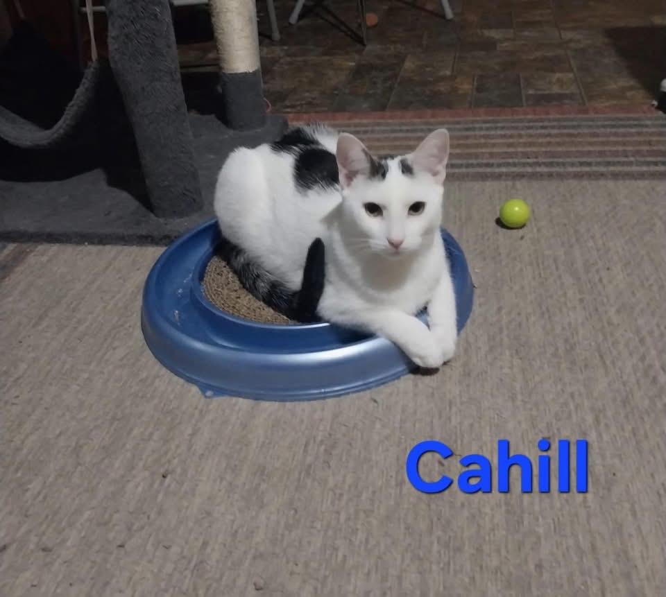 Enlarge Cahill, a Adoptable Domestic Short Hair in Cortland, NY image 1/3