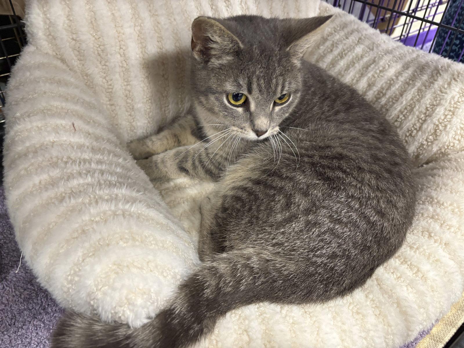 Branch, Adopted, Young Male Tabby & Domestic Short Hair.