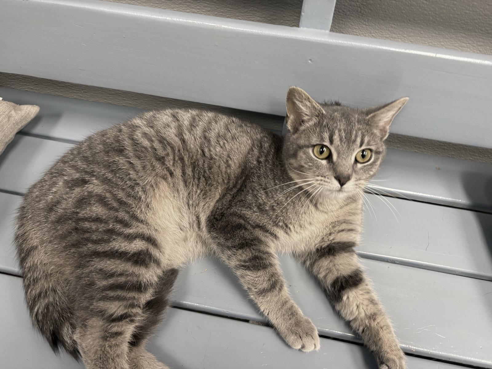 Enlarge Branch, a Adopted mixed breed in Georgetown, KY image 3/3