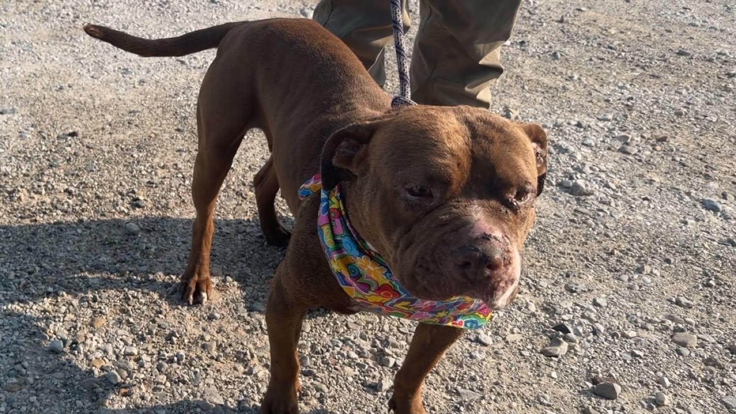 Kesha, Adoptable, Adult Female American Bully.