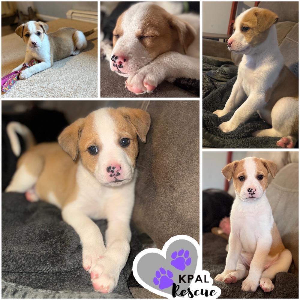 Enlarge Habanero - Pepper Litter, a Adopted mixed breed in Kenai, AK image 1/3