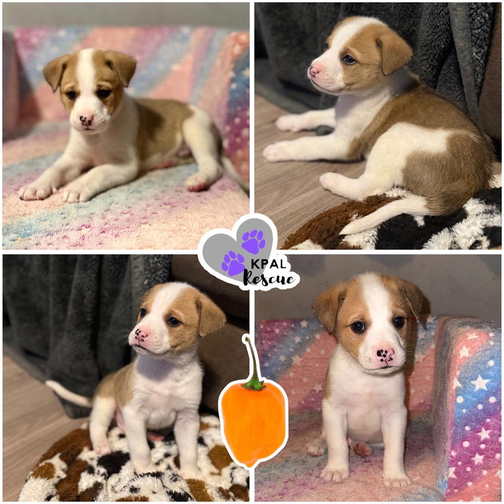 Enlarge Habanero - Pepper Litter, a Adopted mixed breed in Kenai, AK image 3/3