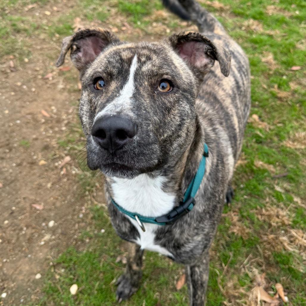 Ace (Jones), Adoptable, Adult Male Terrier.